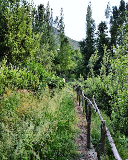 Scenic view of forest