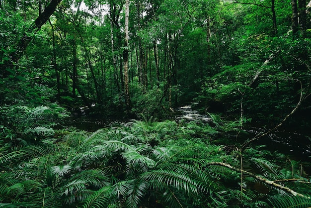 Photo scenic view of forest