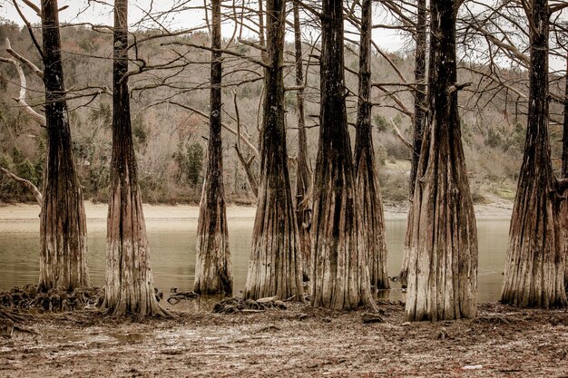 Photo scenic view of forest