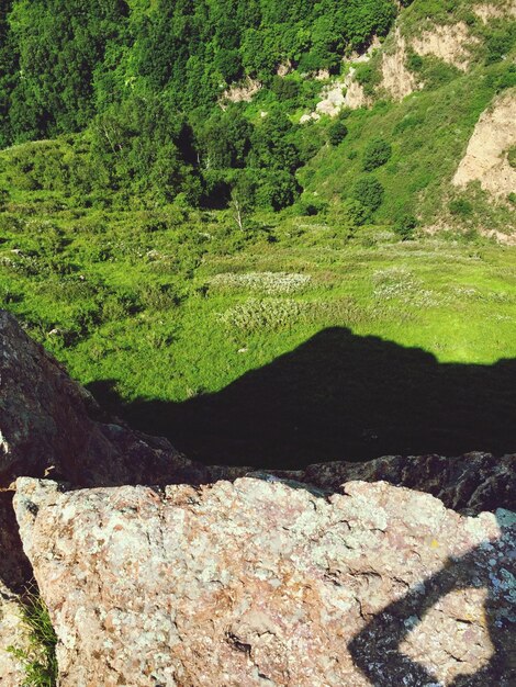 Foto la vista panoramica della foresta