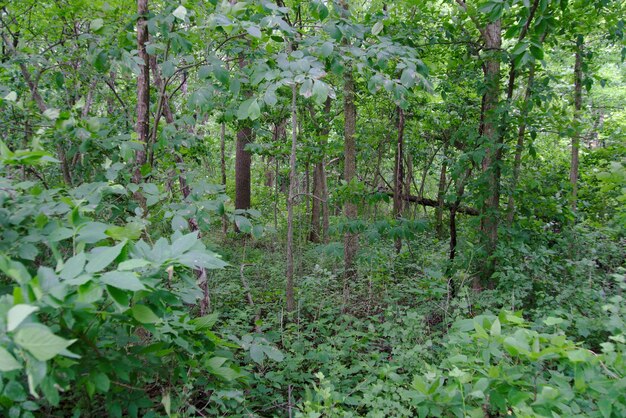 Scenic view of forest