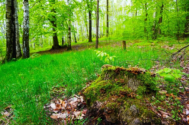 Scenic view of forest