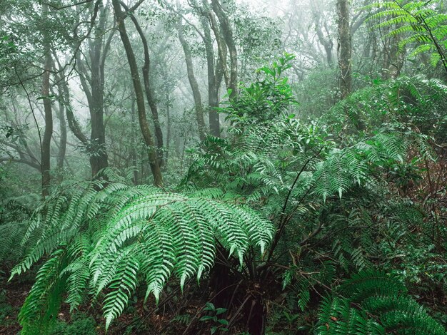 Photo scenic view of forest