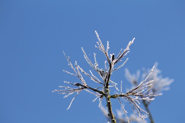 Scenic view of an frozen branch against blue sky