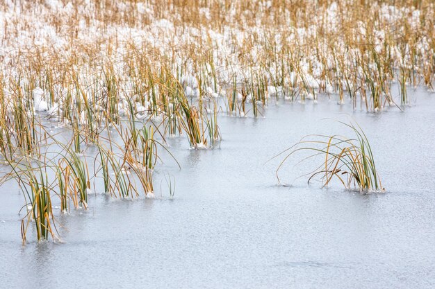 Photo scenic view of grass in frozen lake