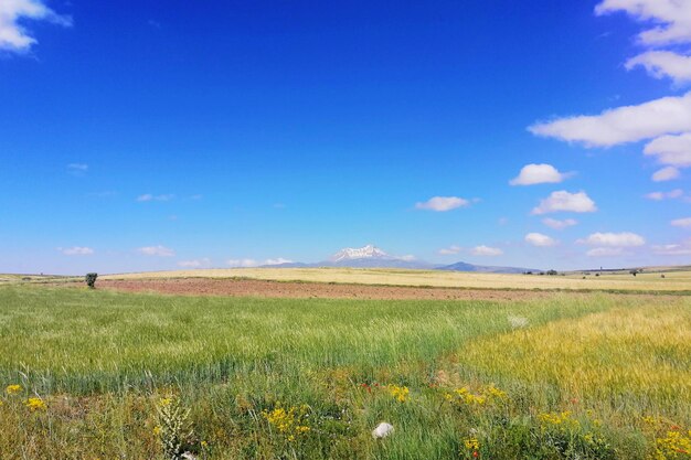 Scenic view of grassy field against blue sky