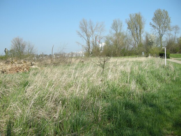 Photo scenic view of grassy field against blue sky