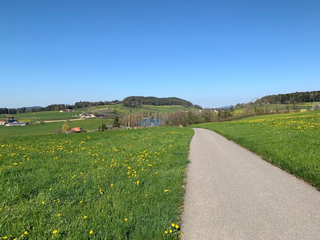 Scenic view of grassy field against clear blue sky