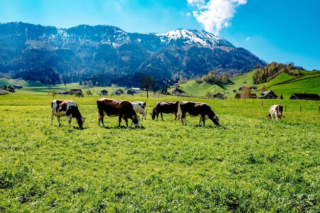 Scenic view of grassy field against cloudy sky