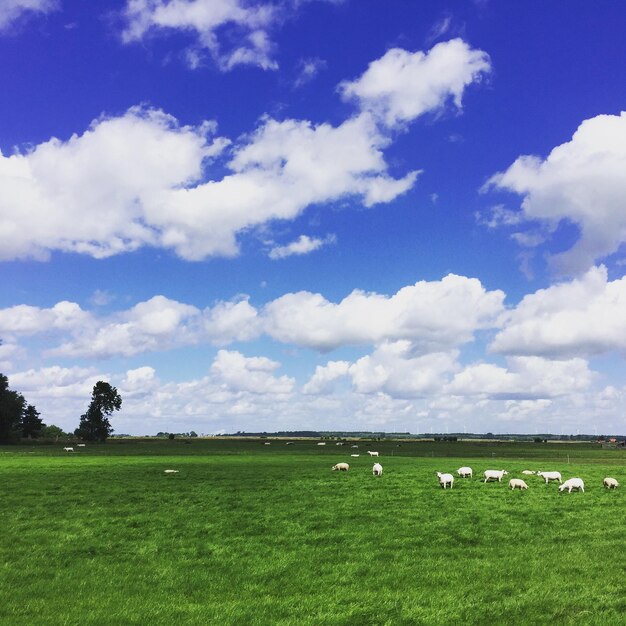 Scenic view of grassy field against cloudy sky