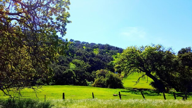 Scenic view of grassy field against cloudy sky