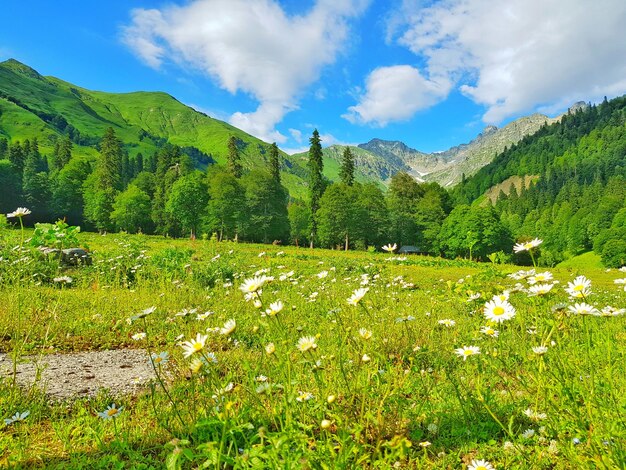 Scenic view of grassy field against cloudy sky