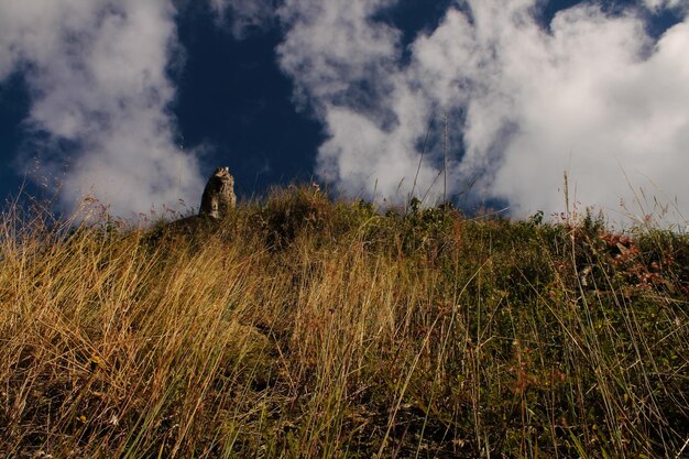 Scenic view of grassy field against cloudy sky