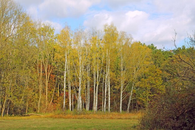 Photo scenic view of grassy field against cloudy sky