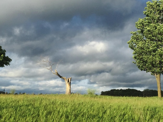 Scenic view of grassy field against cloudy sky