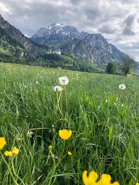 Photo scenic view of grassy field against cloudy sky