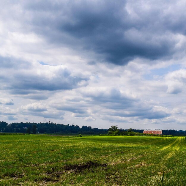 雲の空を背景にした草原の景色