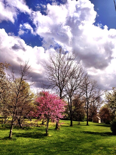 Foto vista panoramica di un campo erboso contro un cielo nuvoloso