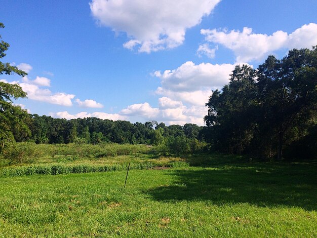 Photo scenic view of grassy field against cloudy sky