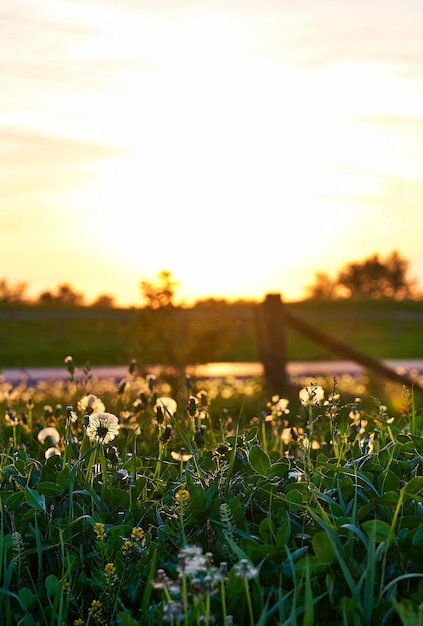 Photo scenic view of grassy field against sky during sunset