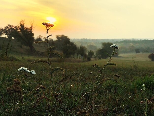 Foto vista panoramica di un campo erboso contro il cielo durante il tramonto