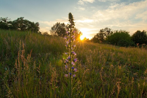 Scenic view of grassy field against sky at sunset