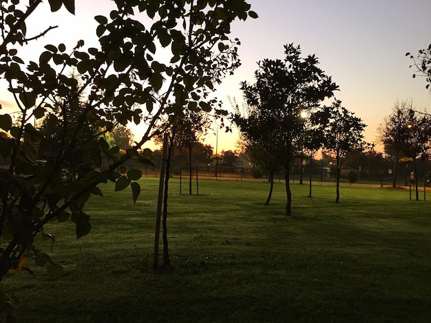 Scenic view of grassy field against sky at sunset