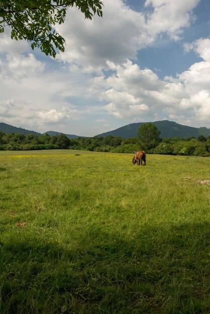 Scenic view of grassy field against sky