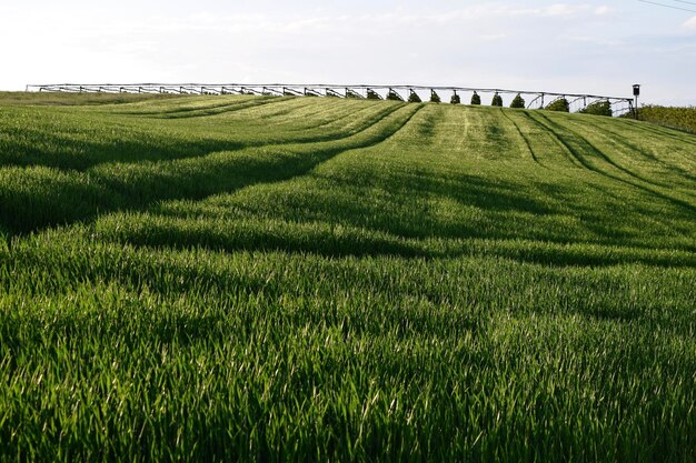 Foto vista panoramica di un campo erboso contro il cielo