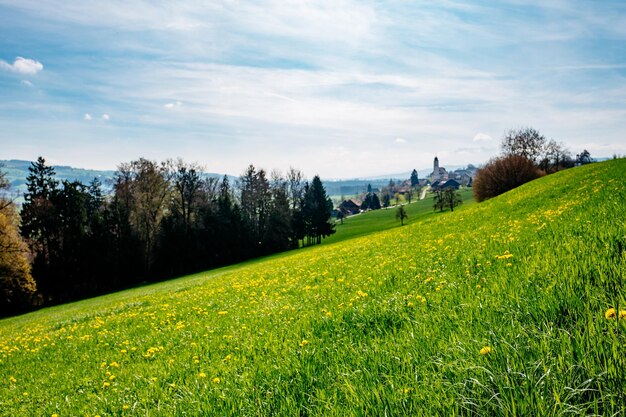 Scenic view of grassy field against sky
