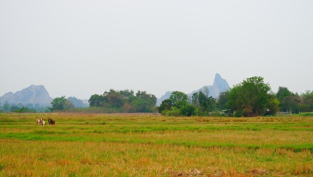 Scenic view of grassy field against sky