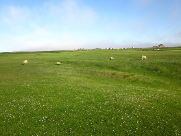 Photo scenic view of grassy field against sky