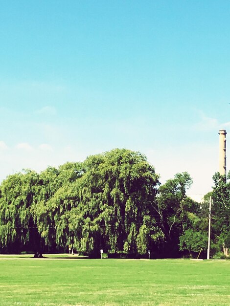 Scenic view of grassy field against sky