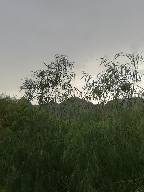 Scenic view of grassy field against sky