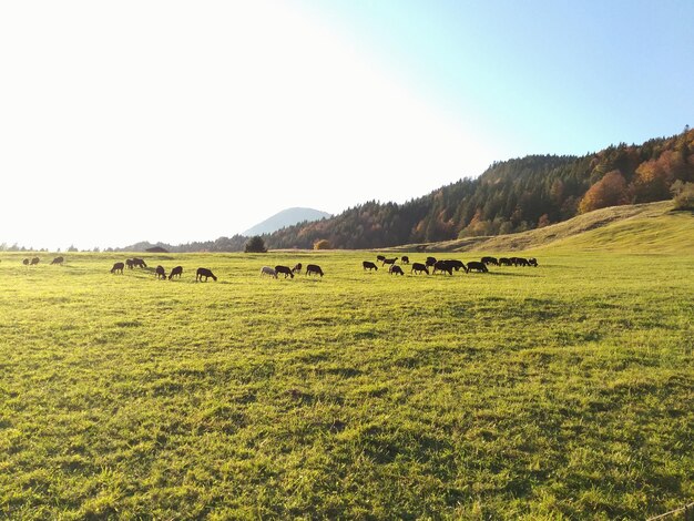 Photo scenic view of grassy field against sky