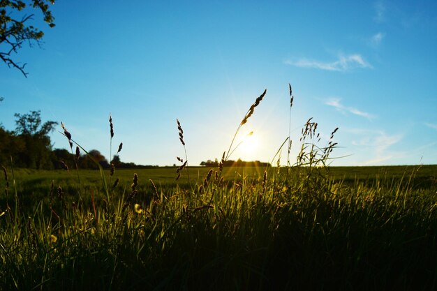 Photo scenic view of grassy field against sky