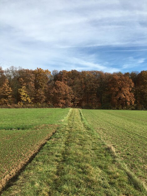 Foto vista panoramica di un campo erboso contro il cielo