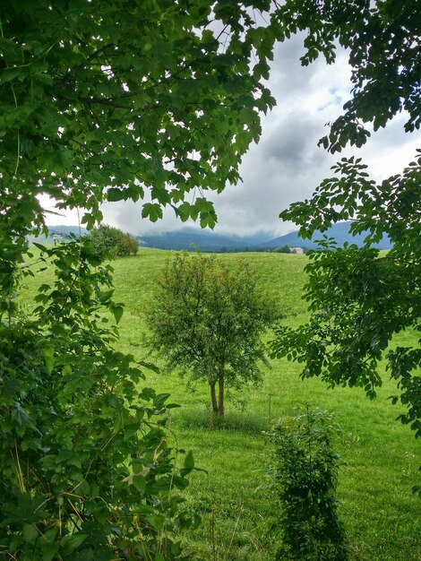 Scenic view of grassy field against sky