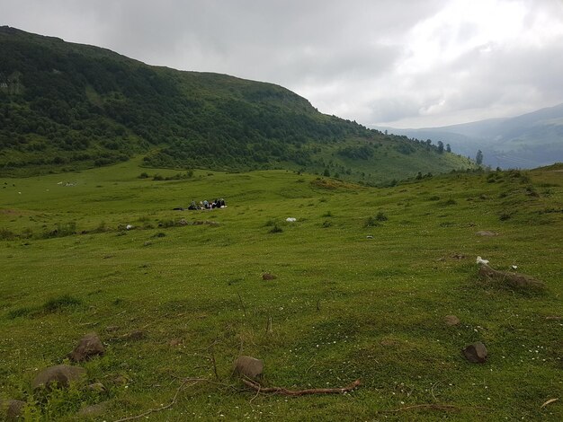 Scenic view of grassy field against sky