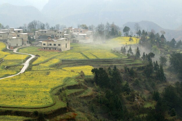 Scenic view of grassy field in foggy weather