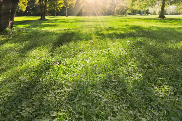 Scenic view of grassy field