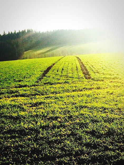 Scenic view of grassy field