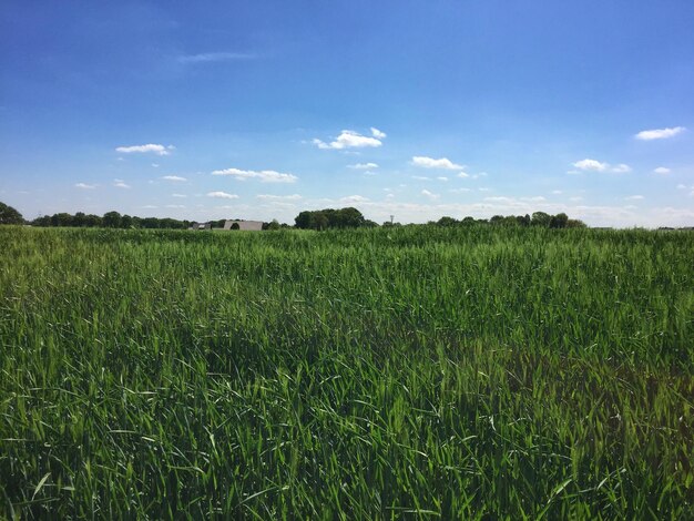 Photo scenic view of grassy field