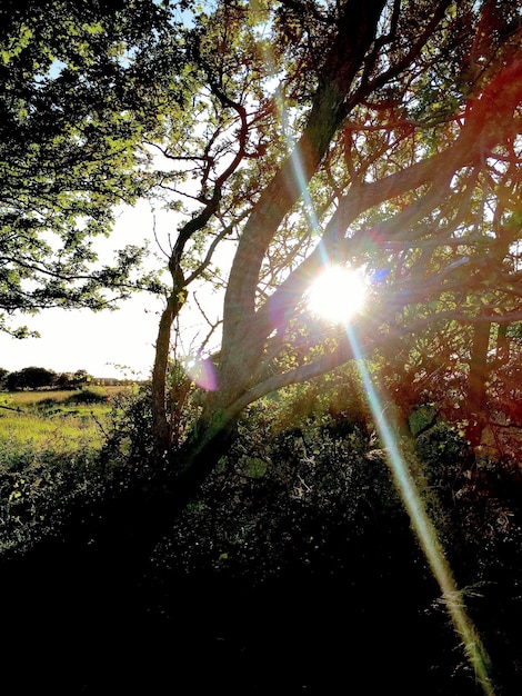 Scenic view of grassy field