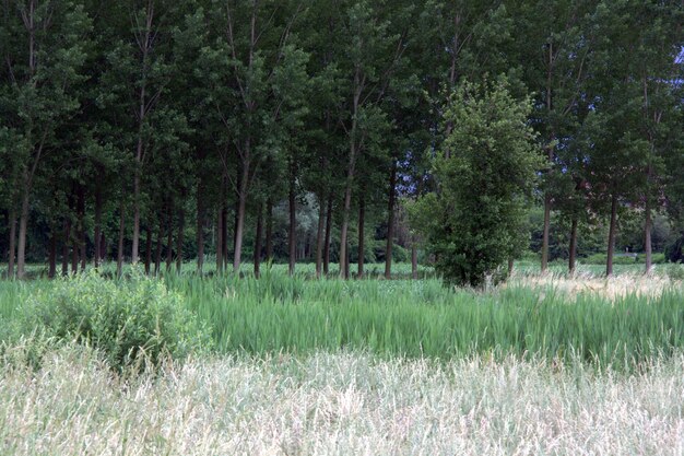 Photo scenic view of grassy field