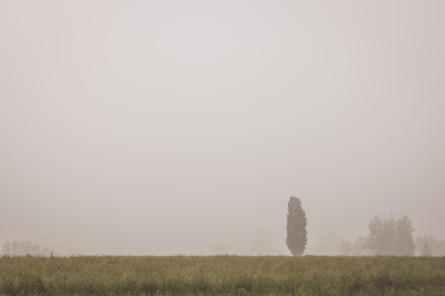 Photo scenic view of grassy field