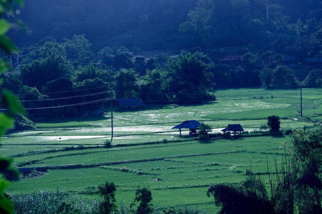 Scenic view of grassy field