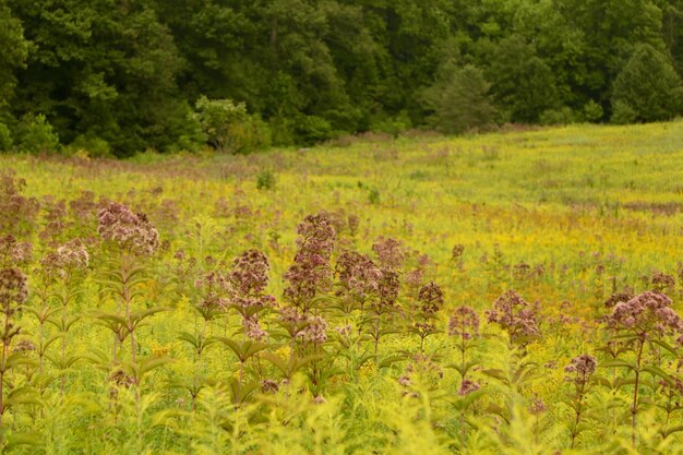 Photo scenic view of grassy field