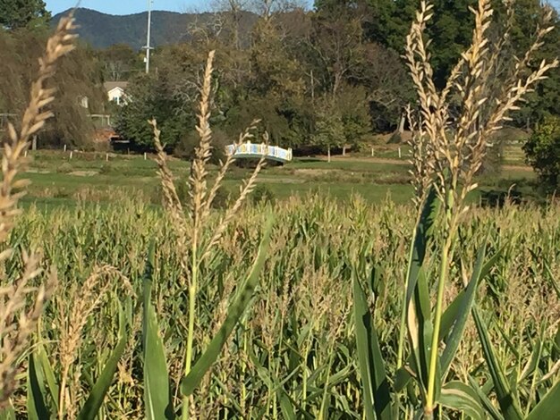 Scenic view of grassy field