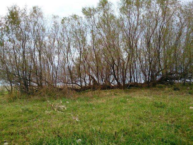 Scenic view of grassy field